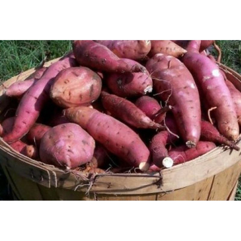 

Ubi manalagi Kuningan