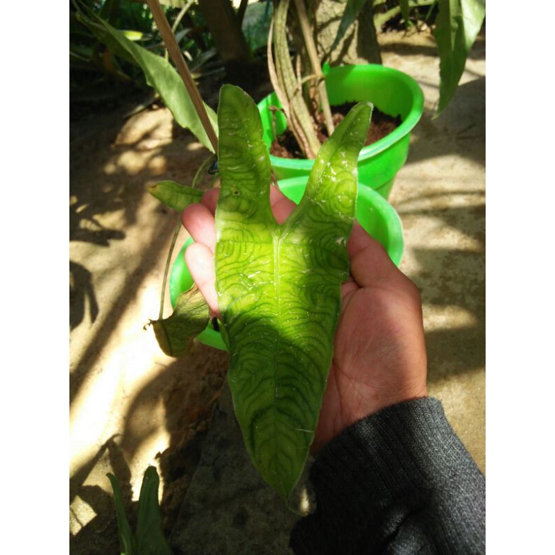 Alocasia  sp sulawesi