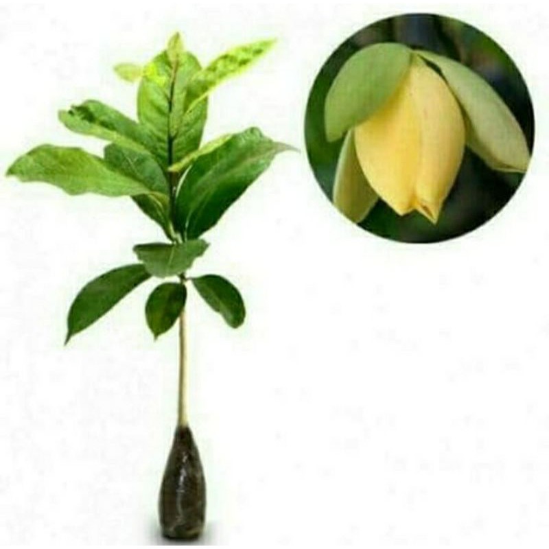 Cempaka Gondok Kuning - Tanaman Hias Cempaka Gondok Kuning -Tanaman Bunga Cempaka Gondok Kuning