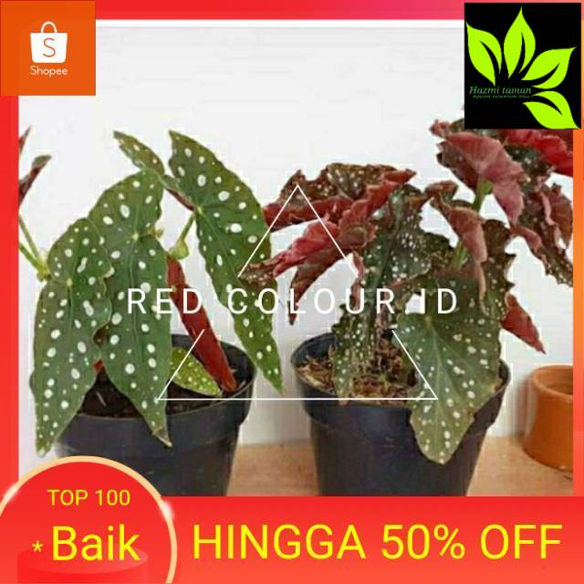 PAKET 2 TANAMAN HIAS  BEGONIA POLKADOT, TANAMAN HIAS BEGONIA MOCCA