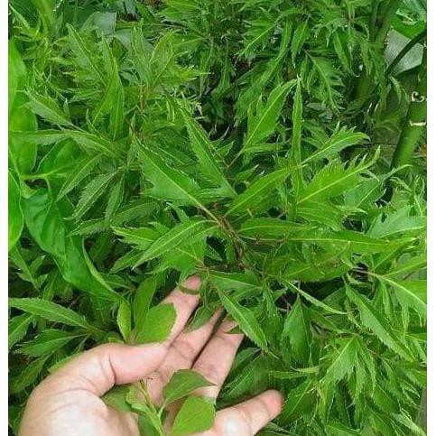 40 Batang Stek Tanaman Kedondong Laut Pagar $_$