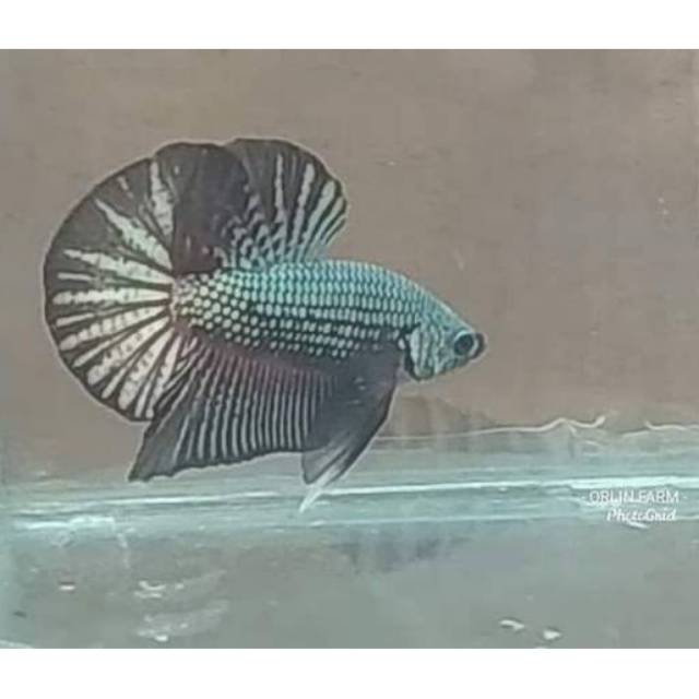 CUPANG HMPK COOPER/COPER GRADE KONTES