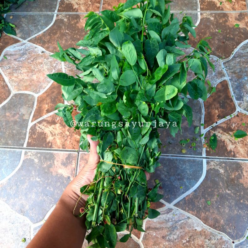 

Daun Katuk