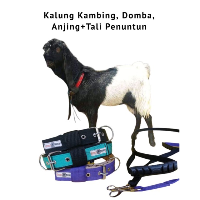 Kalung Kambing lengkap dengan Tali.