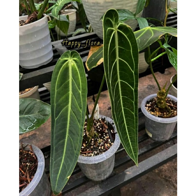 NEW PROMO TERMURAH Bonggol Anthurium Warocqueanum Lidah gajah