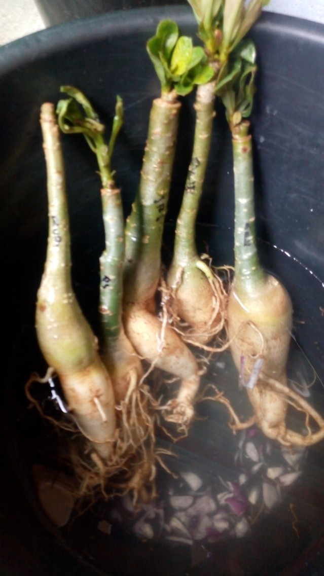 Adenium Tumpuk Jepang Bisa Cod