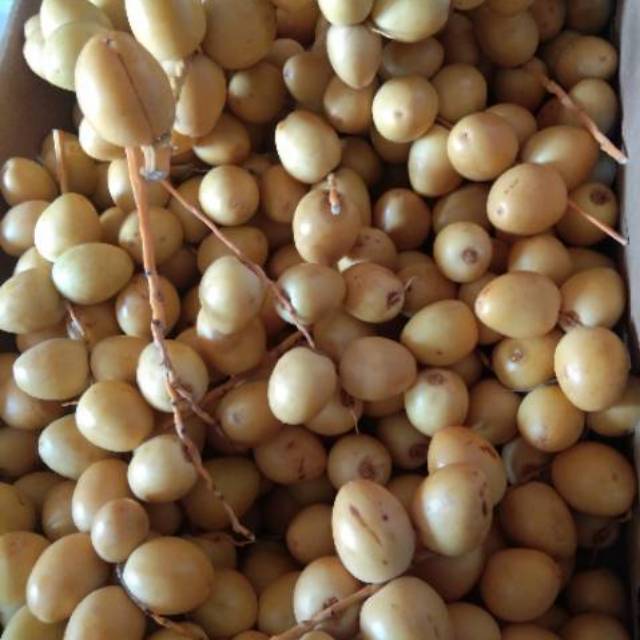 

Paket hemat kurma muda +zuriat