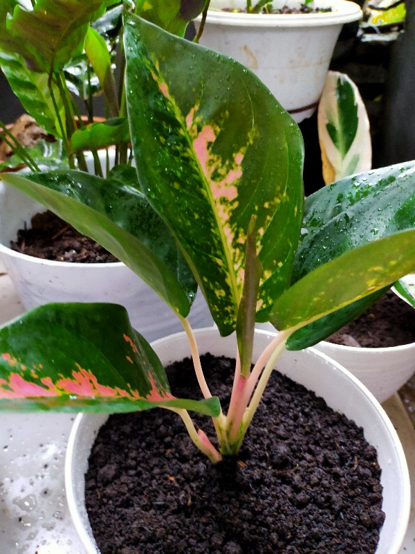 Aglaonema Kocin Paramruai Lokal