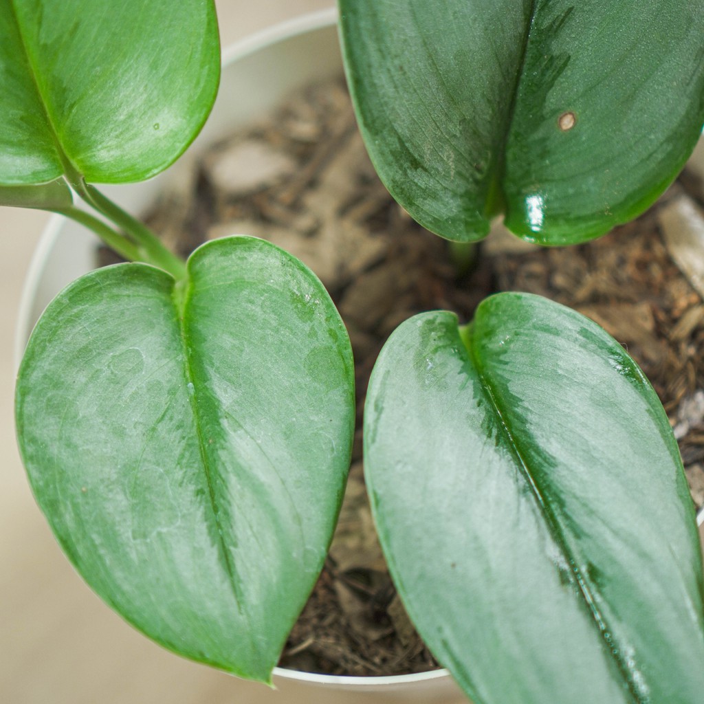 Tanaman Scindapsus Moonlight