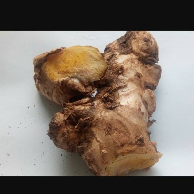 

Panglai atau bangle segar /Zingiber Purpureum Roxb PANGLAI SUPER BESAR BESAR 500gram