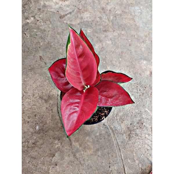 Aglonema suksom jaipong stang pendek