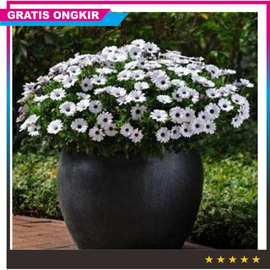 Benih Bibit Seeds Bunga Osteospermum African Daisy White Flower Putih Cantik Tahan Cuaca Panas Shopee Indonesia
