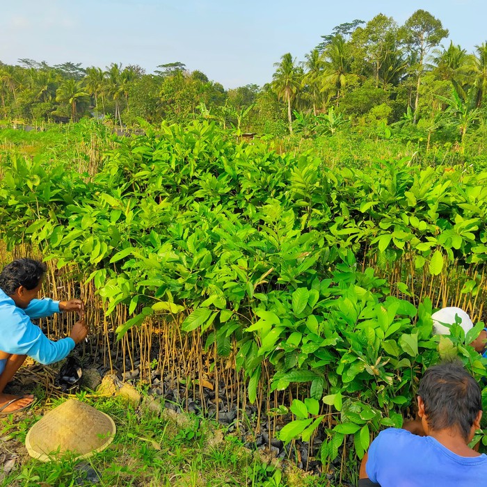 Bibit pohon Tanaman StekRambutan Binjai Unggul