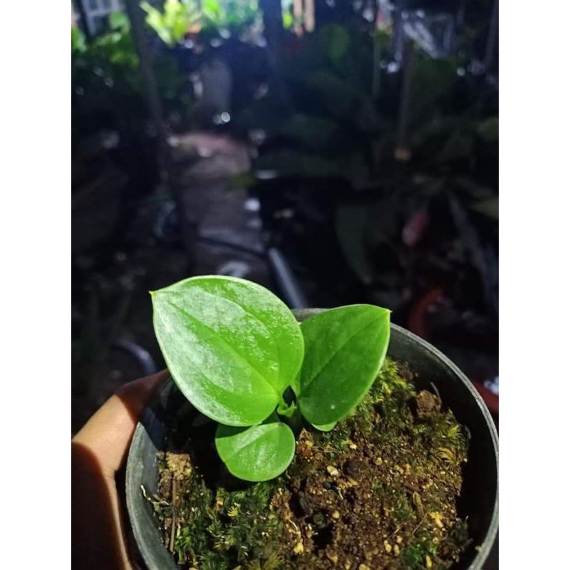 BIBIT ANTORIUM JEMANI MANGKOK EKA DAUN 2/3