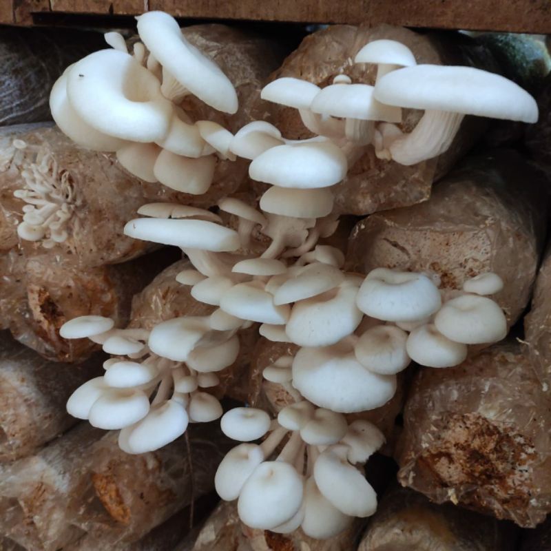 Baglog bibit jamur tiram 1kg