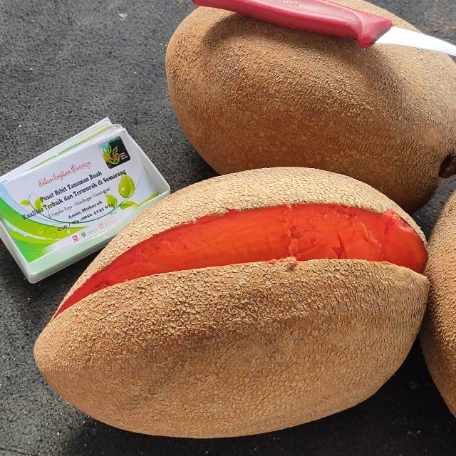 Buah Mamey Sapote Magana