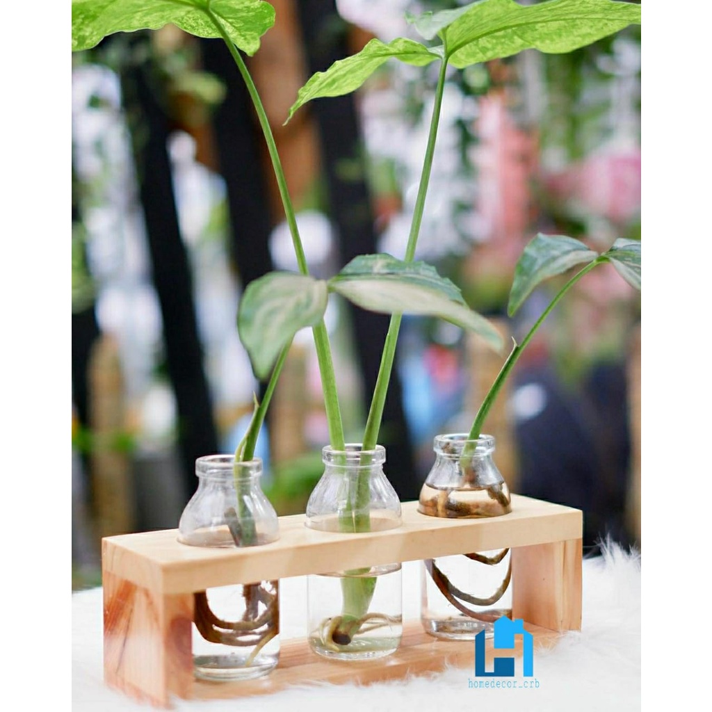Vas Kayu Vas Bunga Tanaman Air 3 Botol Hanmade