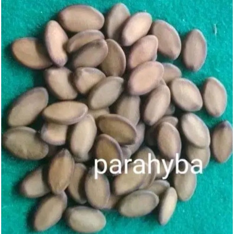 Biji sengon solobium parahyba