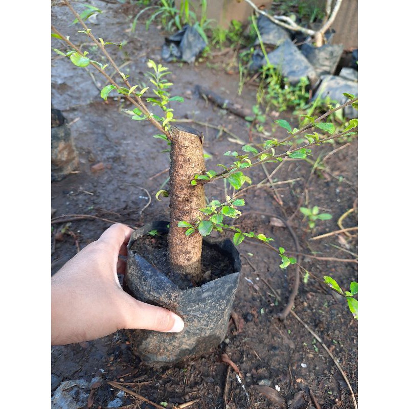 Bahan Bonsai Hokiantea import 15 cm
