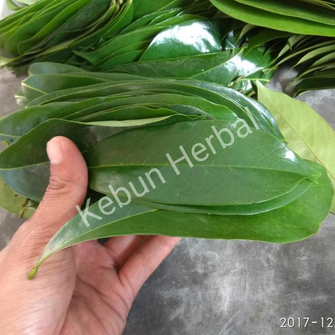 

DAUN SIRSAK SEGAR PER 100 LEMBAR