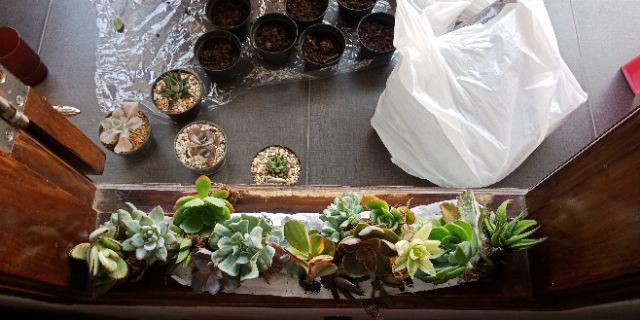 Paket Hemat Tanaman Hias Sukulen Kaktus Isi 5pcs Bisa Indoor Outdoor