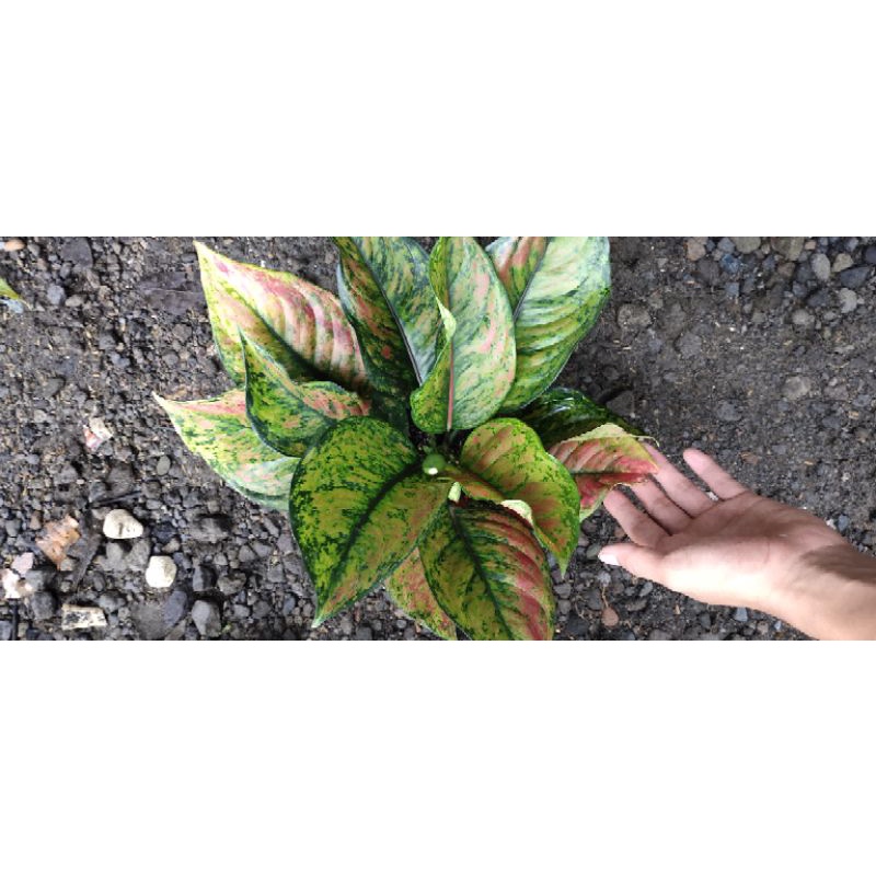 Aglonema Heng Heng Super Rimbun