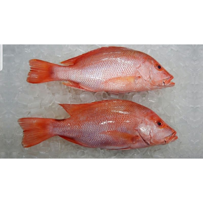 

kakap merah segar 1 kg