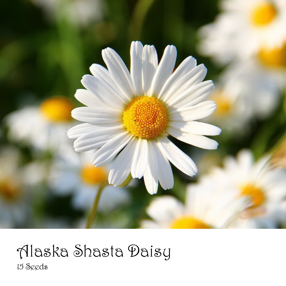 PlantaSeed - 15 Seeds - Alaska Shasta Daisy Biji Bunga - PAS0193