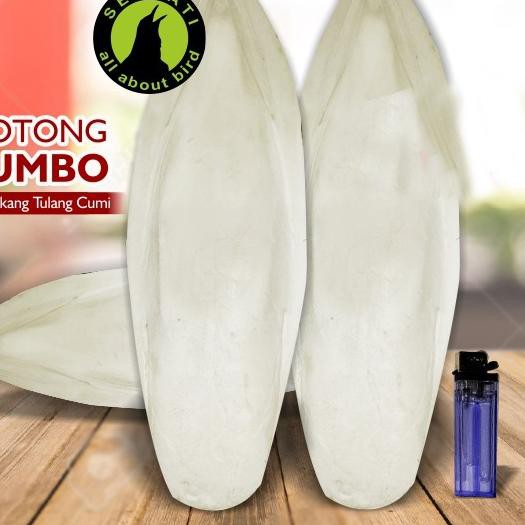 [DRL] SOTONG UKURAN JUMBO CANGKANG TULANG CUMI KALSIUM IODIUM GARAM MINERAL DLL UNTUK BURUNG LOVEBIR
