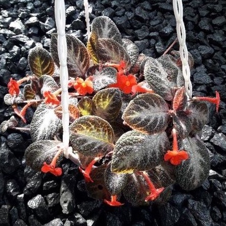 episcia import purple emethyst / episcia daun gradasi ungu