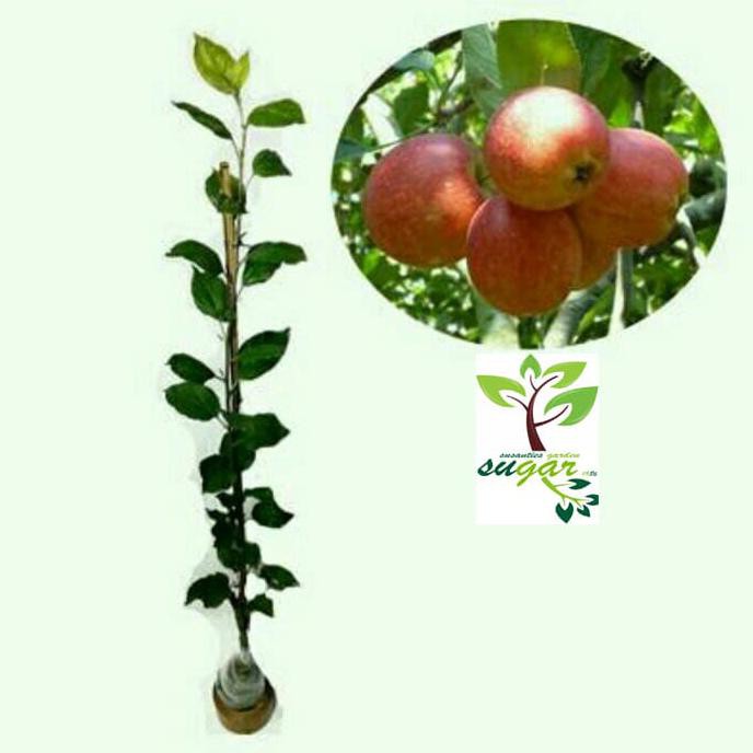 Tanaman Buah Apel Ana Batu G3P