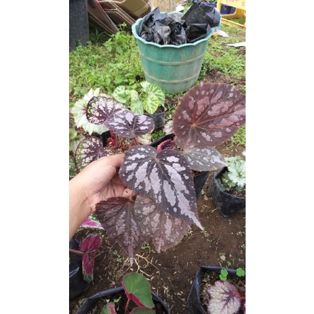begonia sexy maron, begonia murah, begonia rimbun, begonia catik, begonia unik, begonia remaja