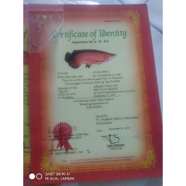 sertifikat arwana green pino+chip