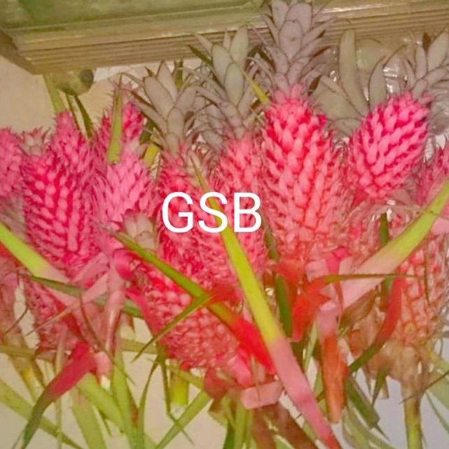 

Buah nanas merah nanas muda fresh 1 kg