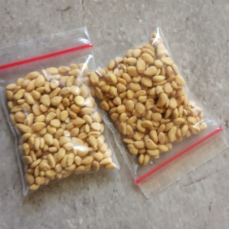 Biji atau benih bonsai Kawista batu