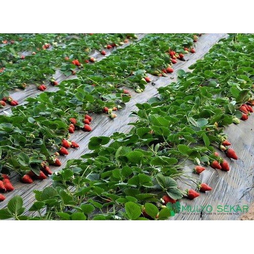 Bibit Tanaman Strawberry California Jumbo - Stroberi California