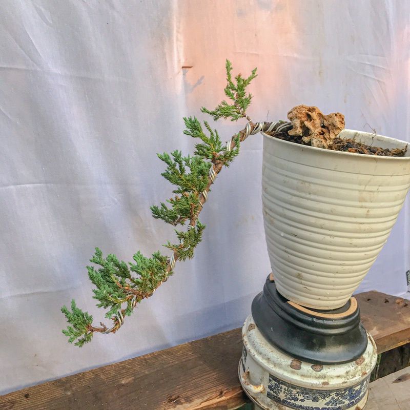 cemara buaya/cemara bajul