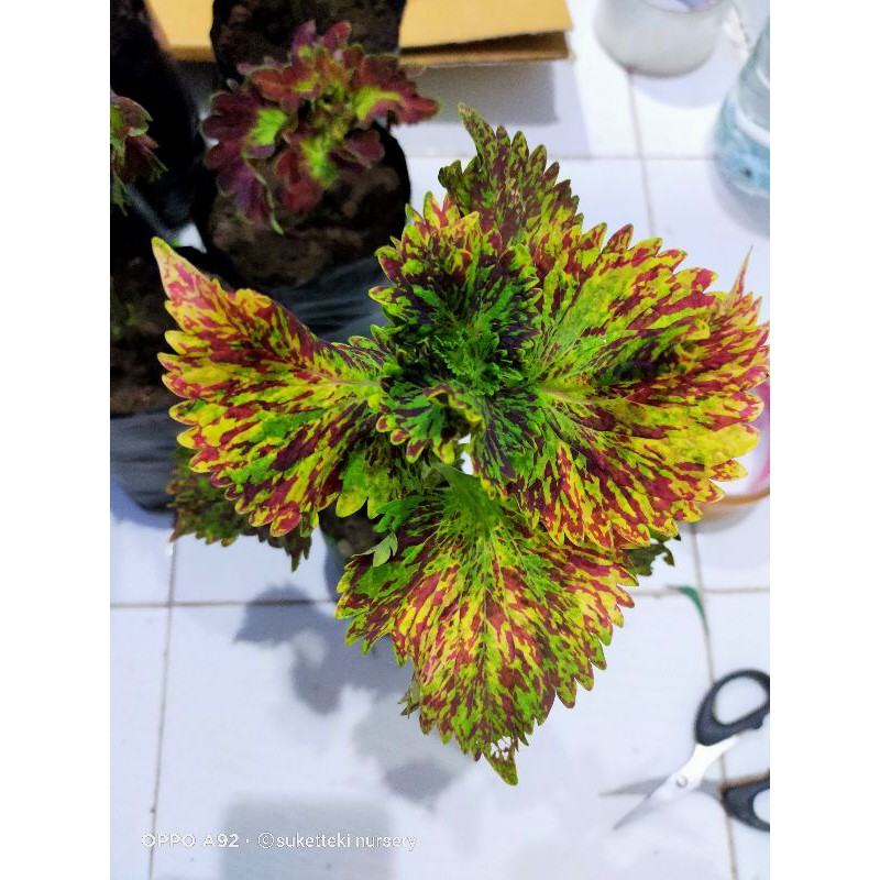 Miana premium,batik kediri