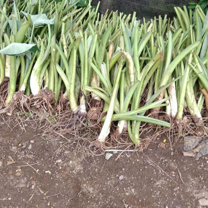 25 batang/pohon bibit talas jepang(satoimo)