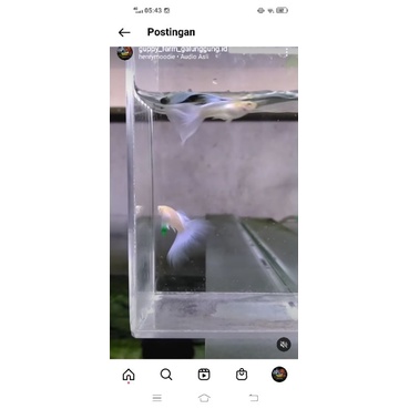 Guppy Albino Sky Blue