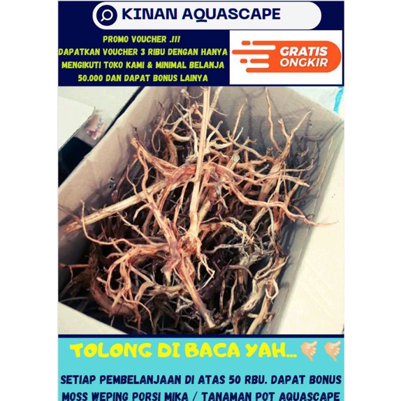 KAYU RASAMALA AQUASCAPE KAYU UK S
