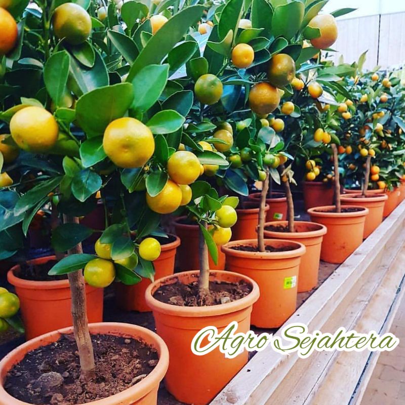Bibit Jeruk Santang Madu - Jeruk Madu / Jeruk Santang