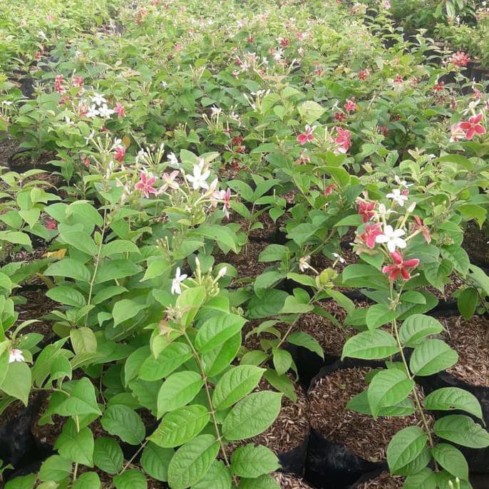 TANAMAN HIAS BUNGA MELATI BELANDA BIBIT POHON BUNGA THAI DOUBLE FLOWER TERMURAH