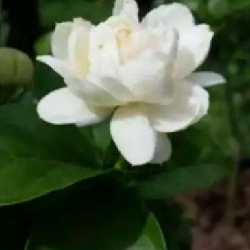 Tanaman Hias Melati kaca piring / melati putih kaca piring