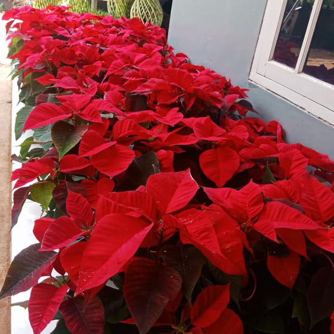 Pohon Natal Kastuba Produk Terbagus