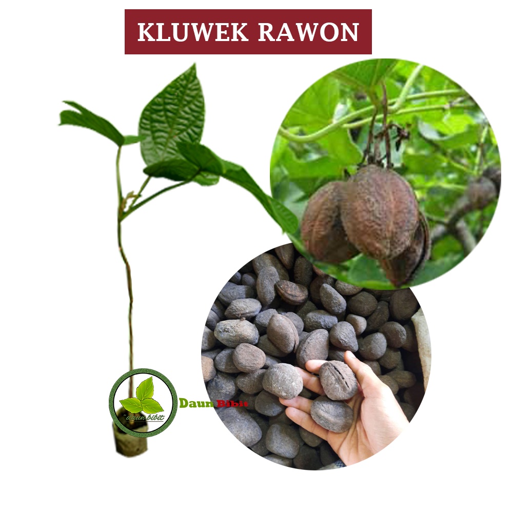 Bibit Kluwek Bumbu Rawon Berkualitas
