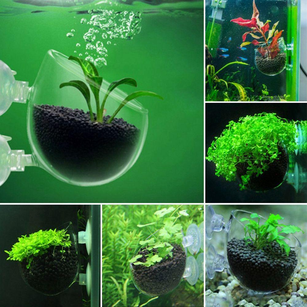 Quinton Plant Cup Acrylic Vas Berkebun Dekorasi Aquarium Tangki Ikan