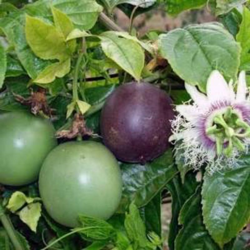 

bibit buah markisa super manis