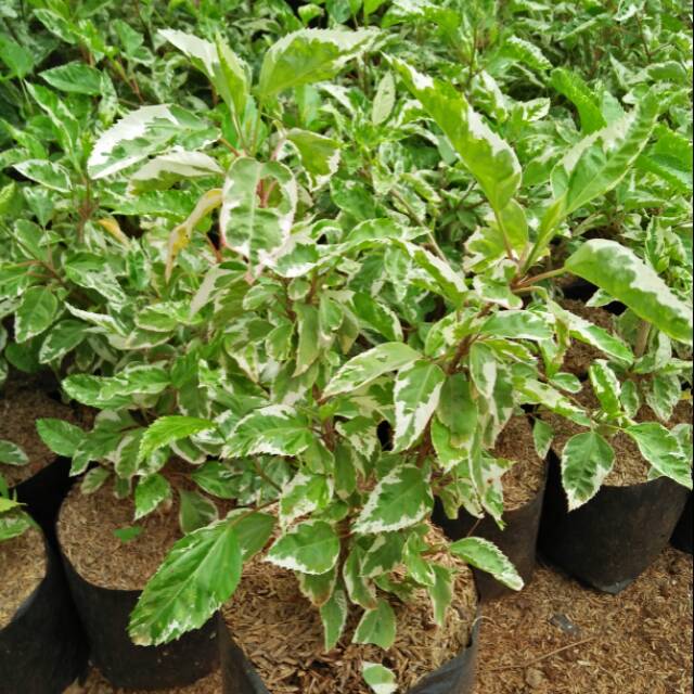 Pohon Bunga Sepatu variegata