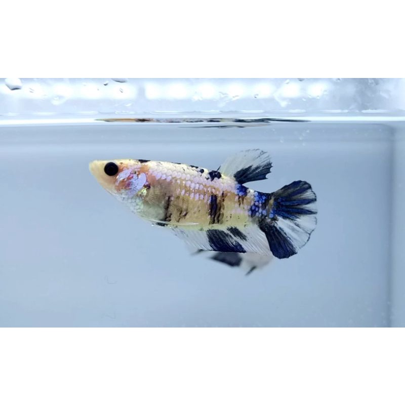 Ikan Cupang Female Yellow Koi Galaxy Siap Breed riil pict